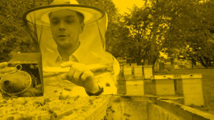 Czarno-żółte zdjęcie. Radek Kotarski w stroju pszczelarza. Skupiony pracuje przy ulu.