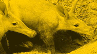 Czarno-żółte zdjęcie. Zbliżenie na dwa mrówniki o długich pyszczkach i długich, ogromnych uszach.