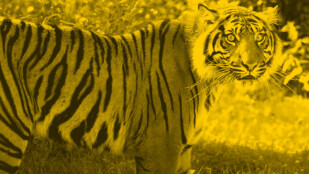 Czarno-żółte zdjęcie. Potężny tygrys patrzy w stronę obiektywu. Ma groźne spojrzenie.