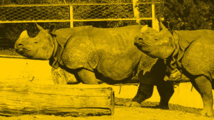 Czarno-żółte zdjęcie. Dwa nosorożce na wybiegu. Obok leży kłoda.