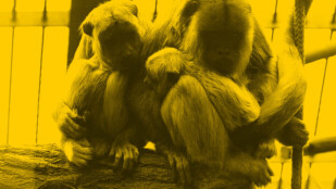 Czarno-żółte zdjęcie. Dwie małpki siedzą blisko siebie na bardzo grubej gałęzi.